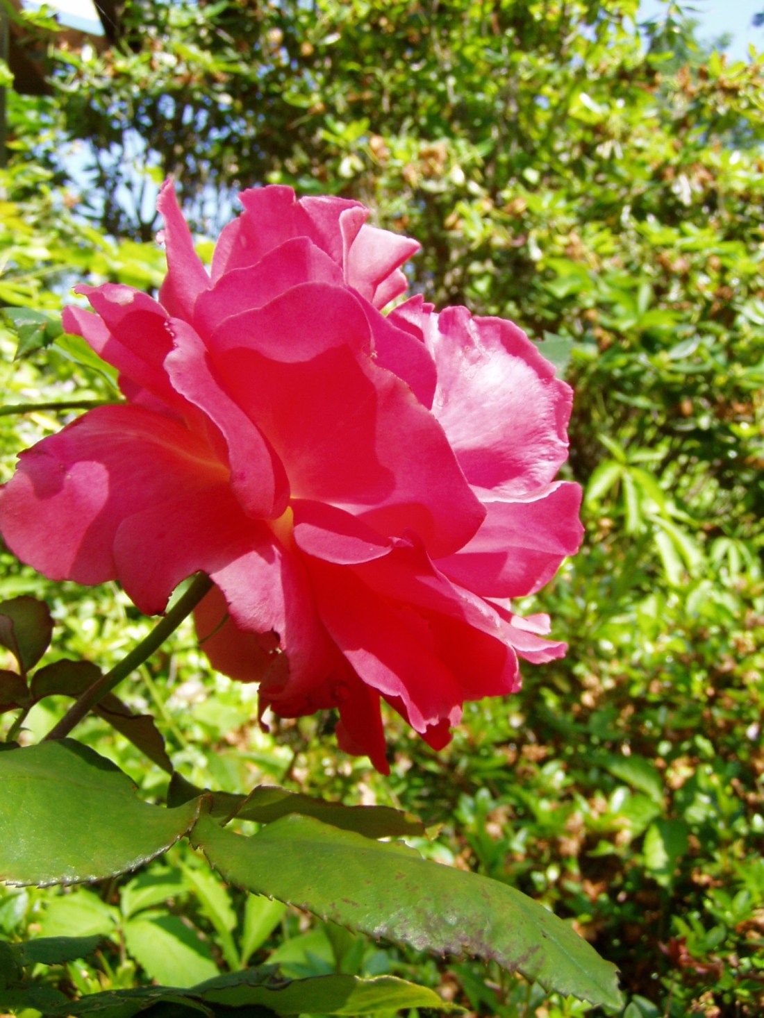 OLYMPUS DIGITAL CAMERA