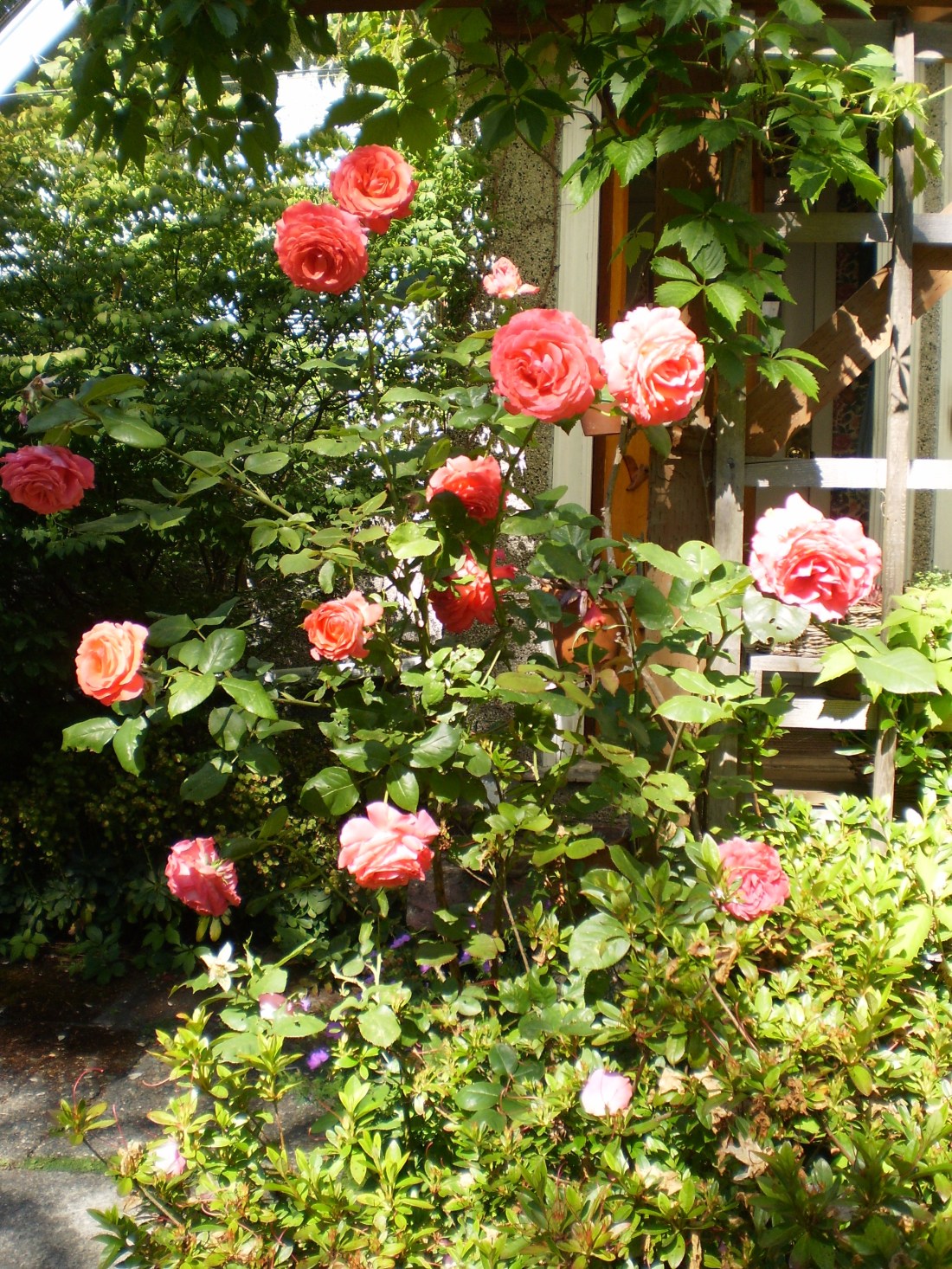 OLYMPUS DIGITAL CAMERA