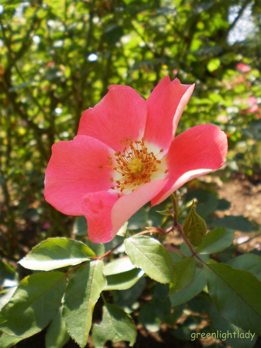 OLYMPUS DIGITAL CAMERA