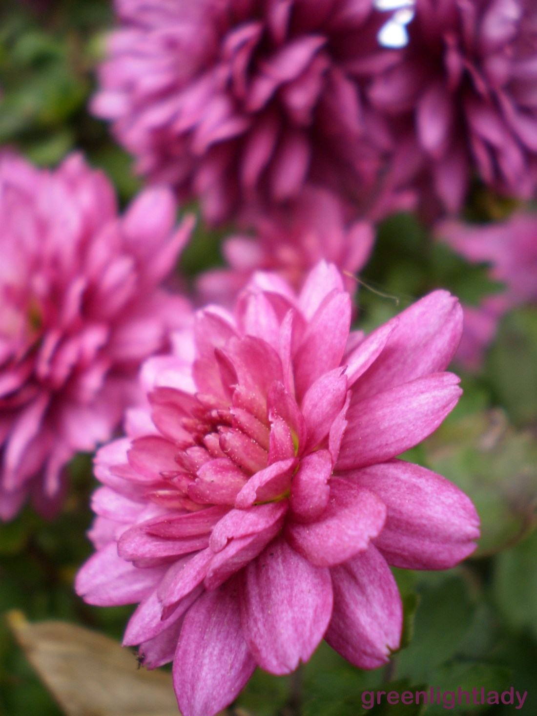 OLYMPUS DIGITAL CAMERA