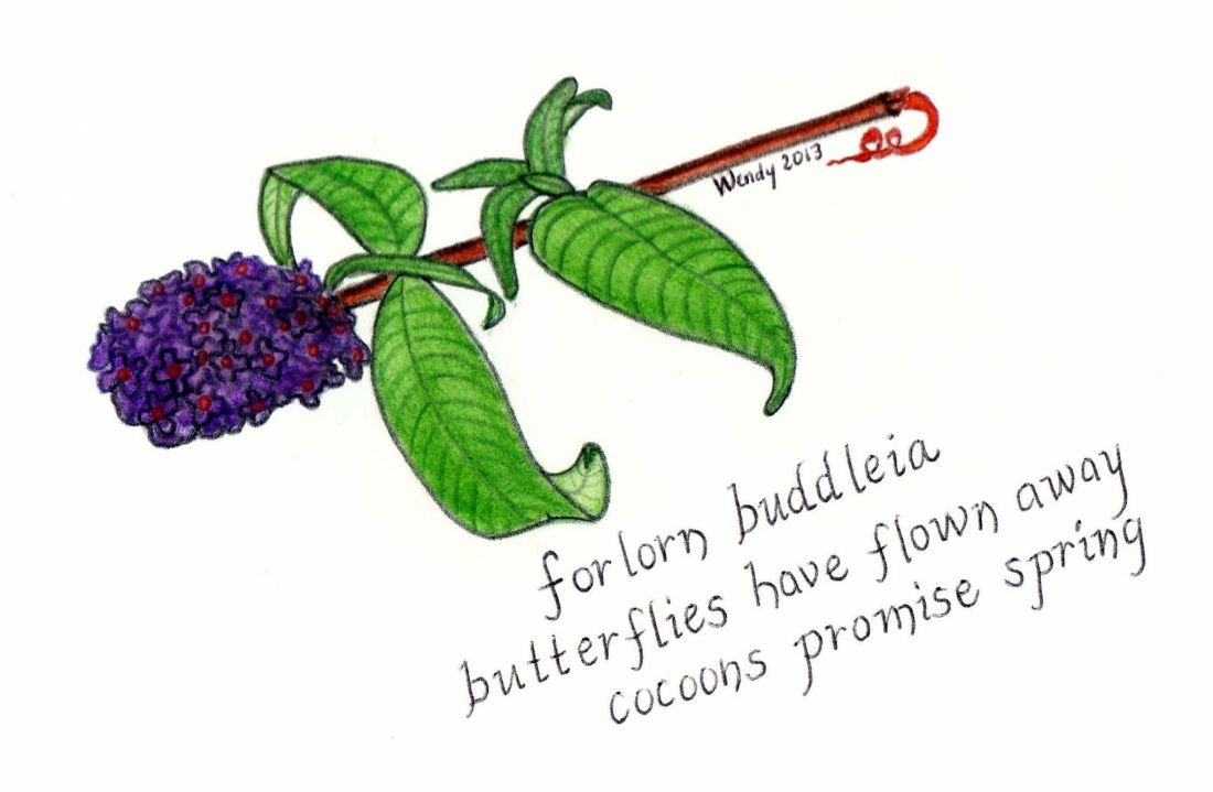 Buddleia Haiga