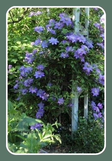 Photo Garden Double clematis in full bloom