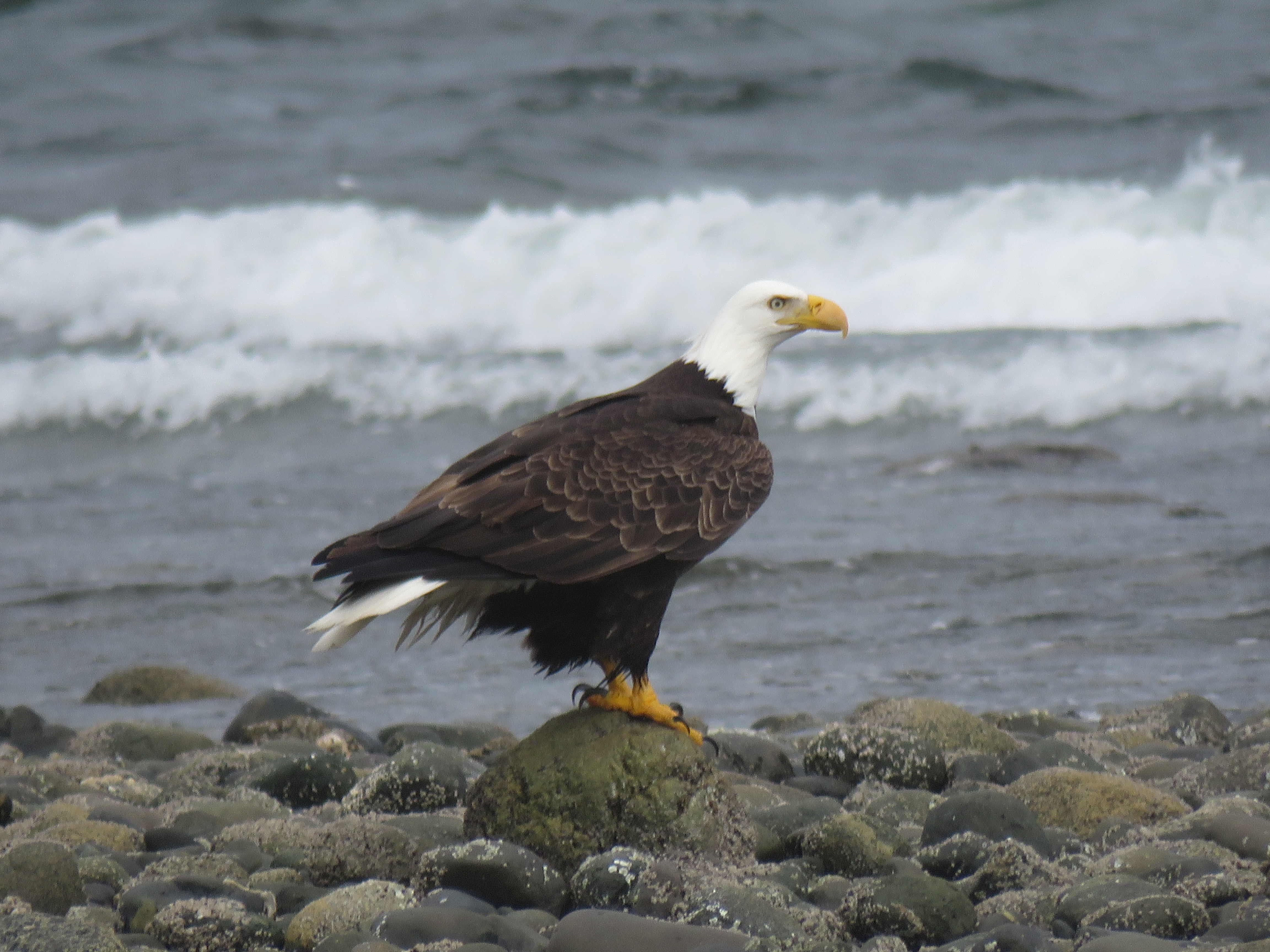 Bald Eagle