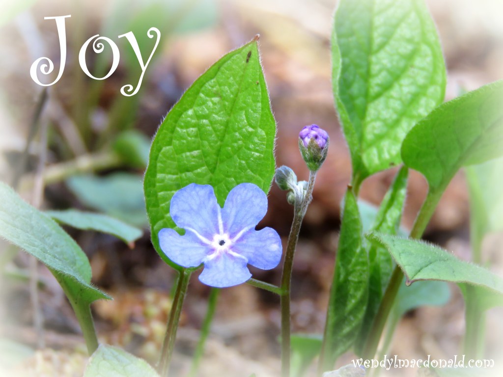 What is the Secret to Joy? Wendy L. Macdonald blog