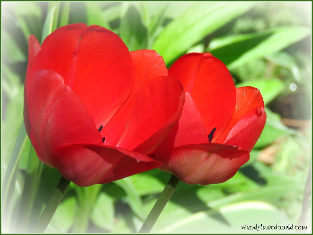 Five Ways to Fan the Flames of Faith: Part Five Wendy L. Macdonald blog