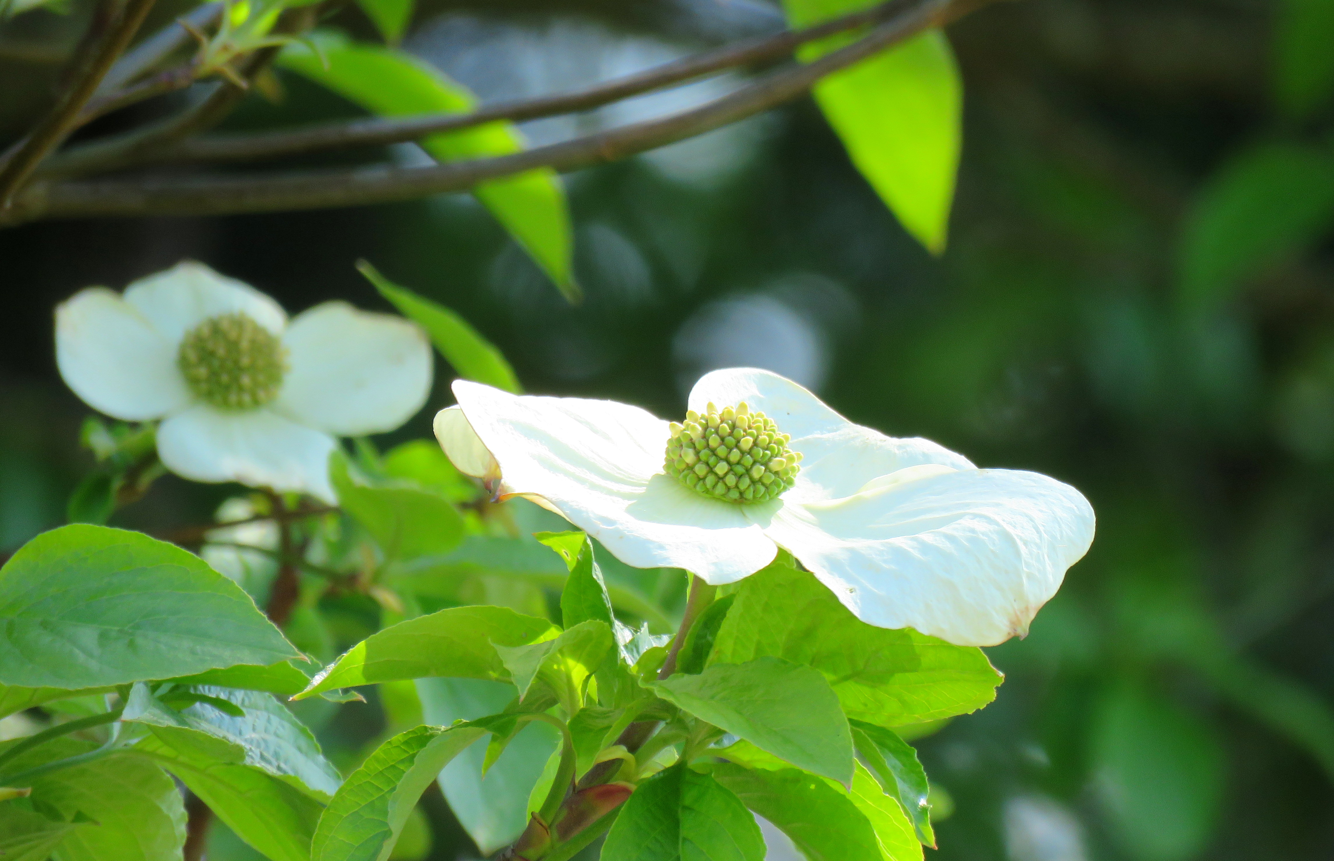 Five Ways to Fan the Flames of Faith: Part Four Wendy L. Macdonald blog