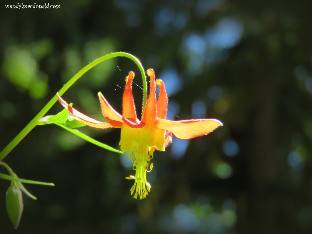 What My Recent Brush with Death Taught Me Wendy L. Macdonald blog memoir