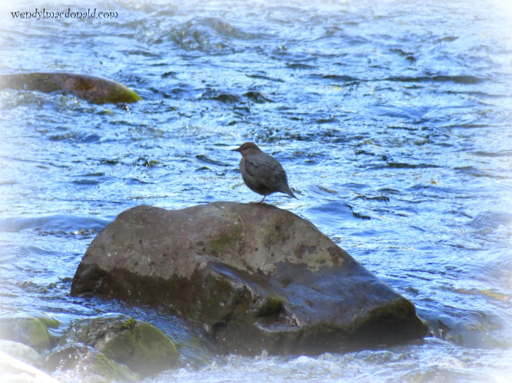 What My Recent Brush with Death Taught Me Wendy L. Macdonald blog memoir 