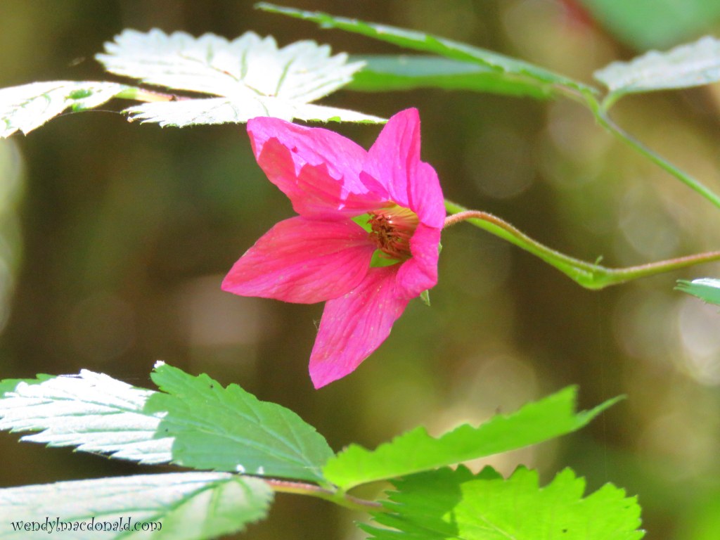 What My Recent Brush with Death Taught Me Wendy L. Macdonald blog memoir 