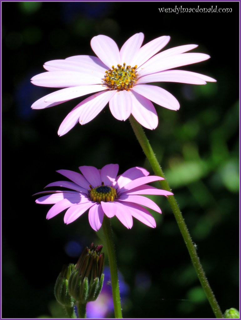 A Special Annoucement: I'm Published! (Enter to Win a Copy) Wendy L. Macdonald 