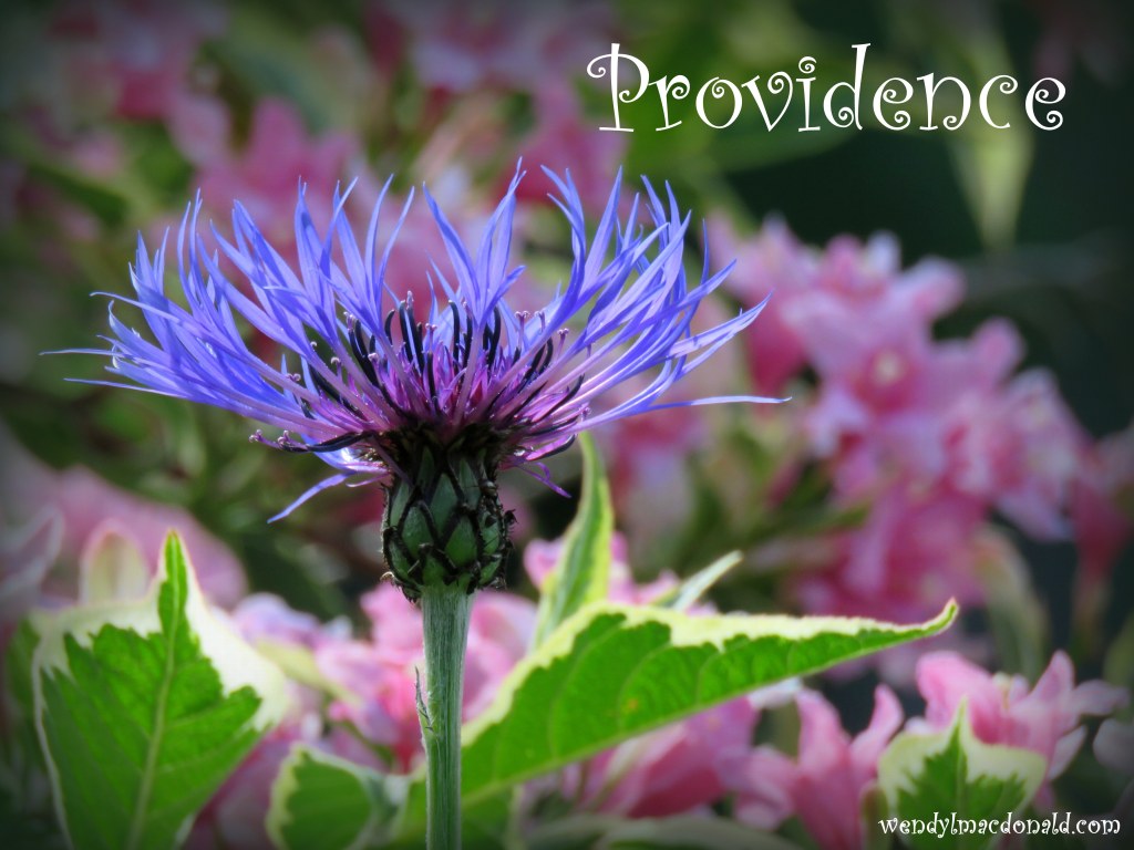 The Joy of Journaling: How Journal Writing Helps Beat the Blues Wendy L. Macdonald blog