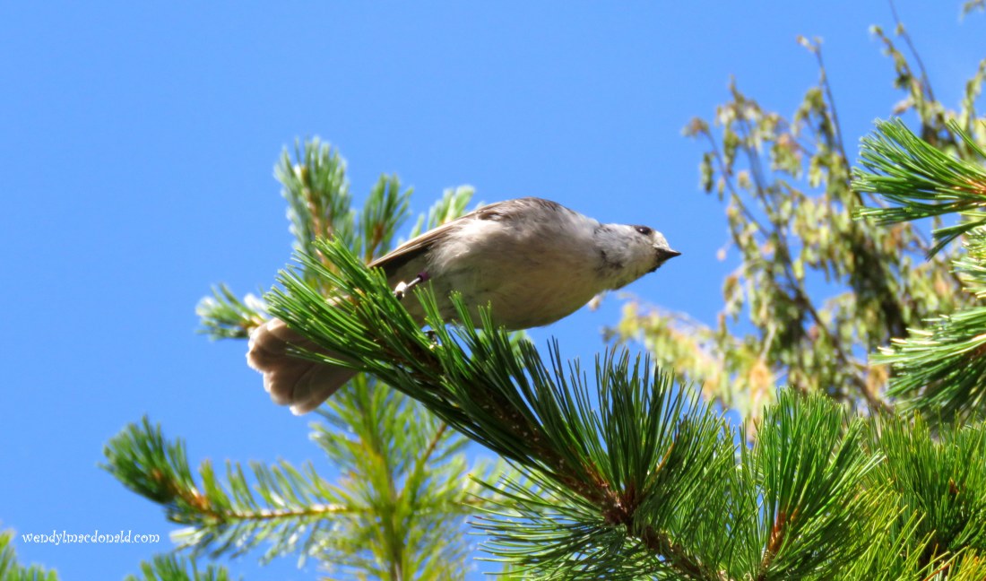 Our Comforter Comes When We Call (even if we're to blame) Wendy L. Macdonald wendylmacdonald.com