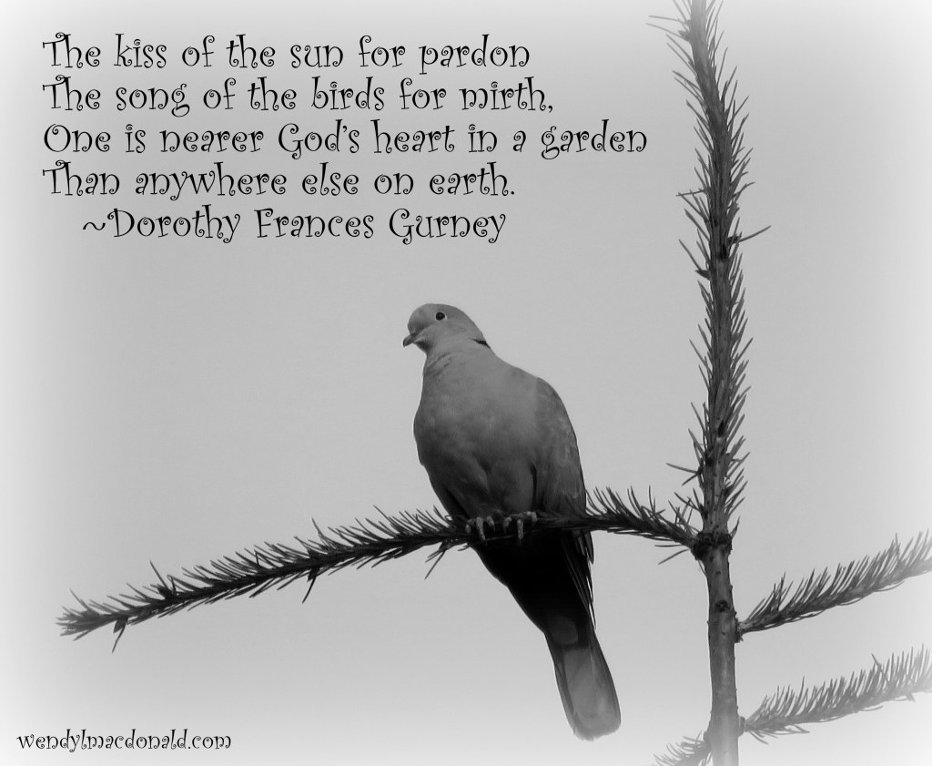 Feathered Fruits of Birdwatching in My Garden by Wendy L. Macdonald wendylmacdonald.com