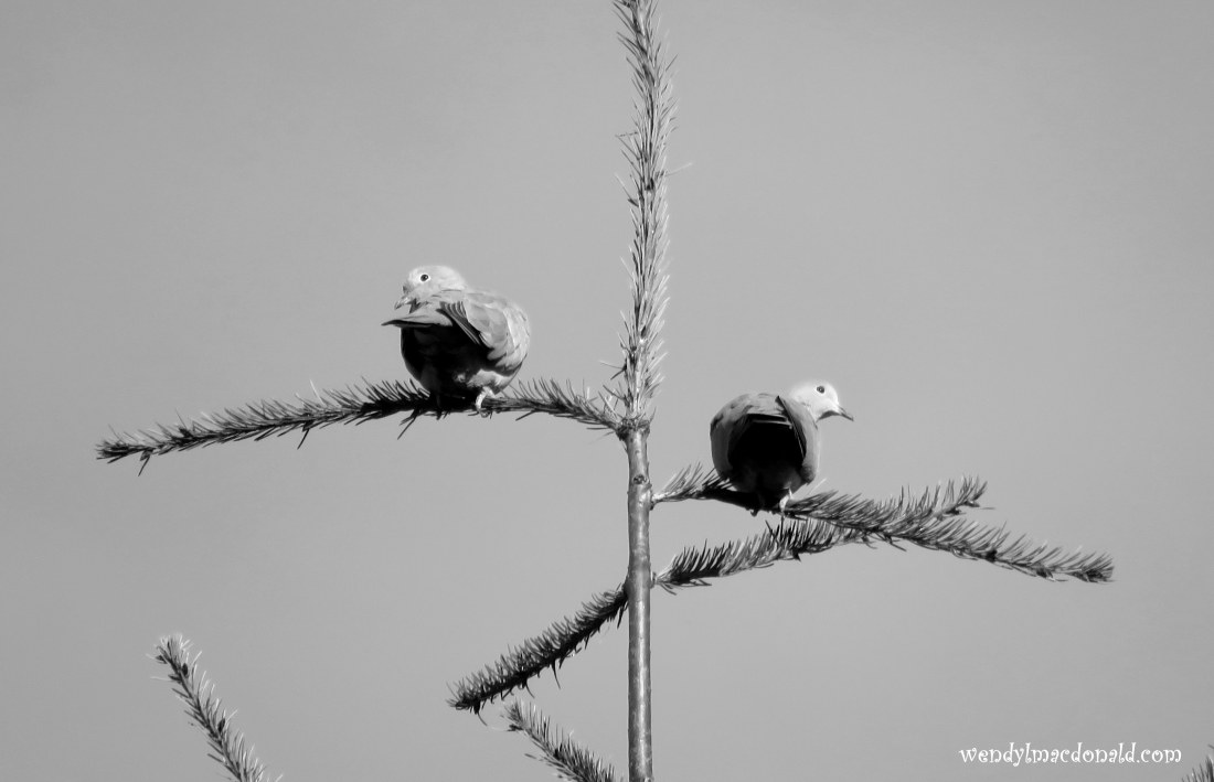Feathered Fruits of Birdwatching in My Garden by Wendy L. Macdonald wendylmacdonald.com