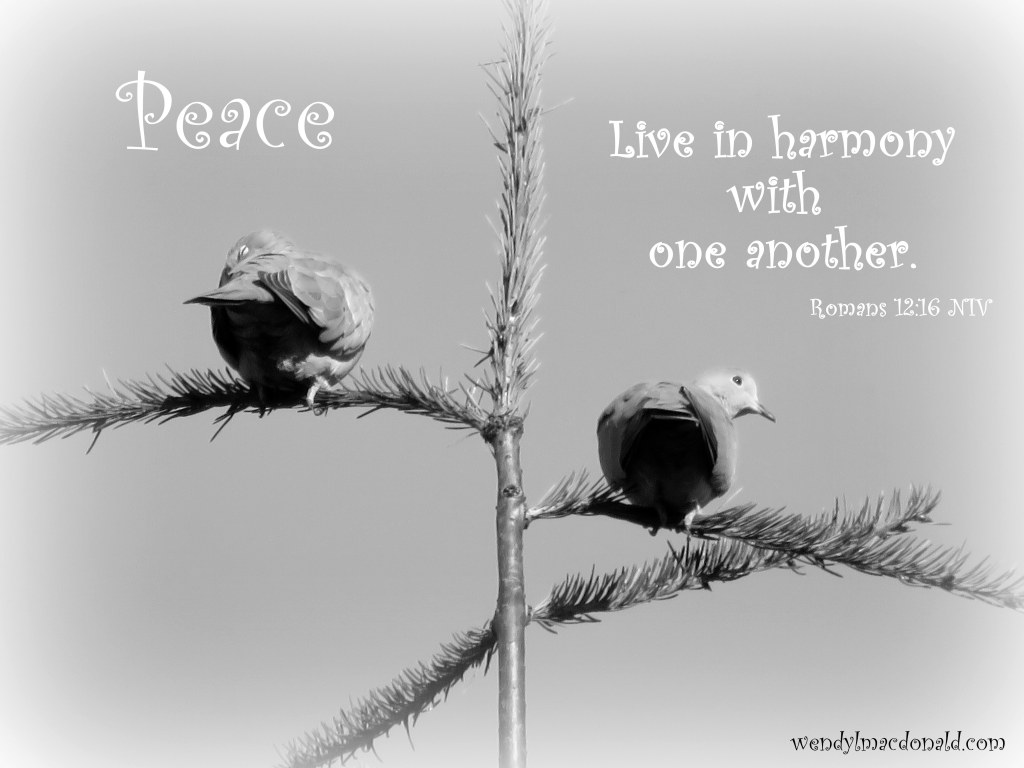Feathered Fruits of Birdwatching in My Garden by Wendy L. Macdonald wendylmacdonald.com Live in harmony with one another. Romans 12:16 NIV