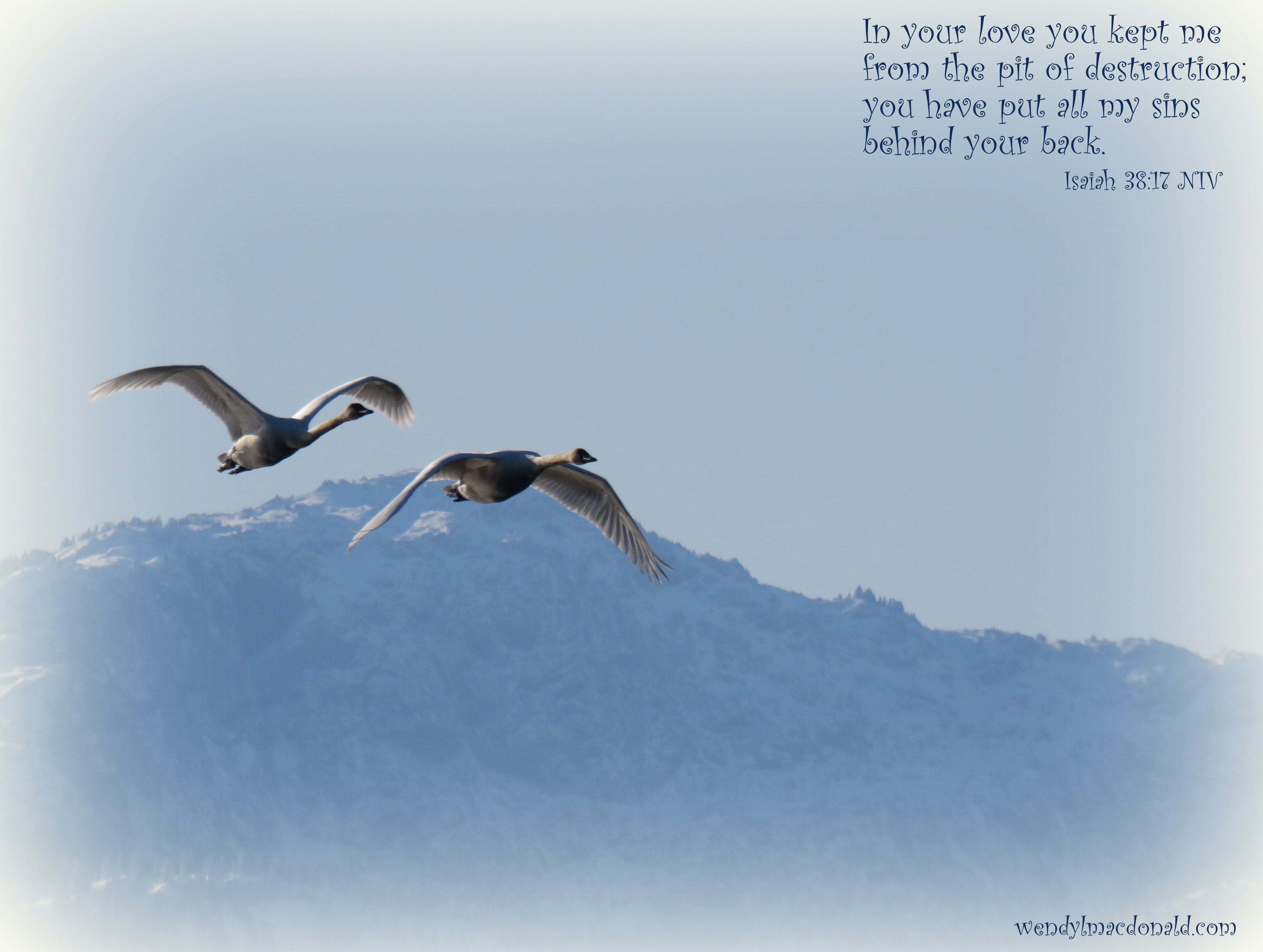 The Lord Comforts His People wendylmacdonald.com Trumpeter swans