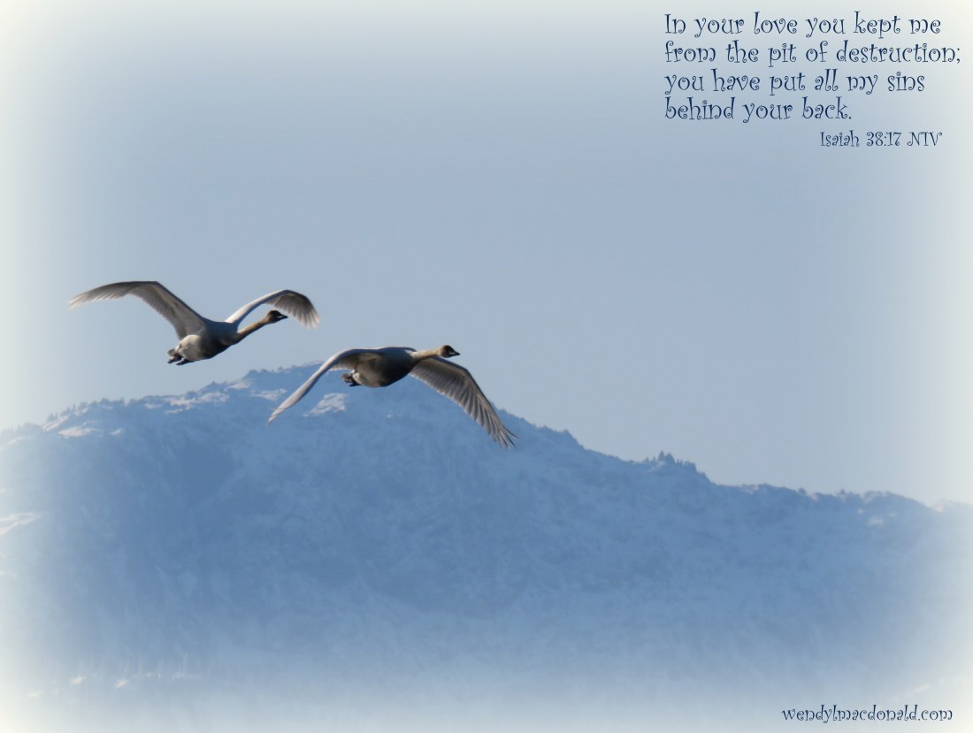 The Lord Comforts His People wendylmacdonald.com Trumpeter swans