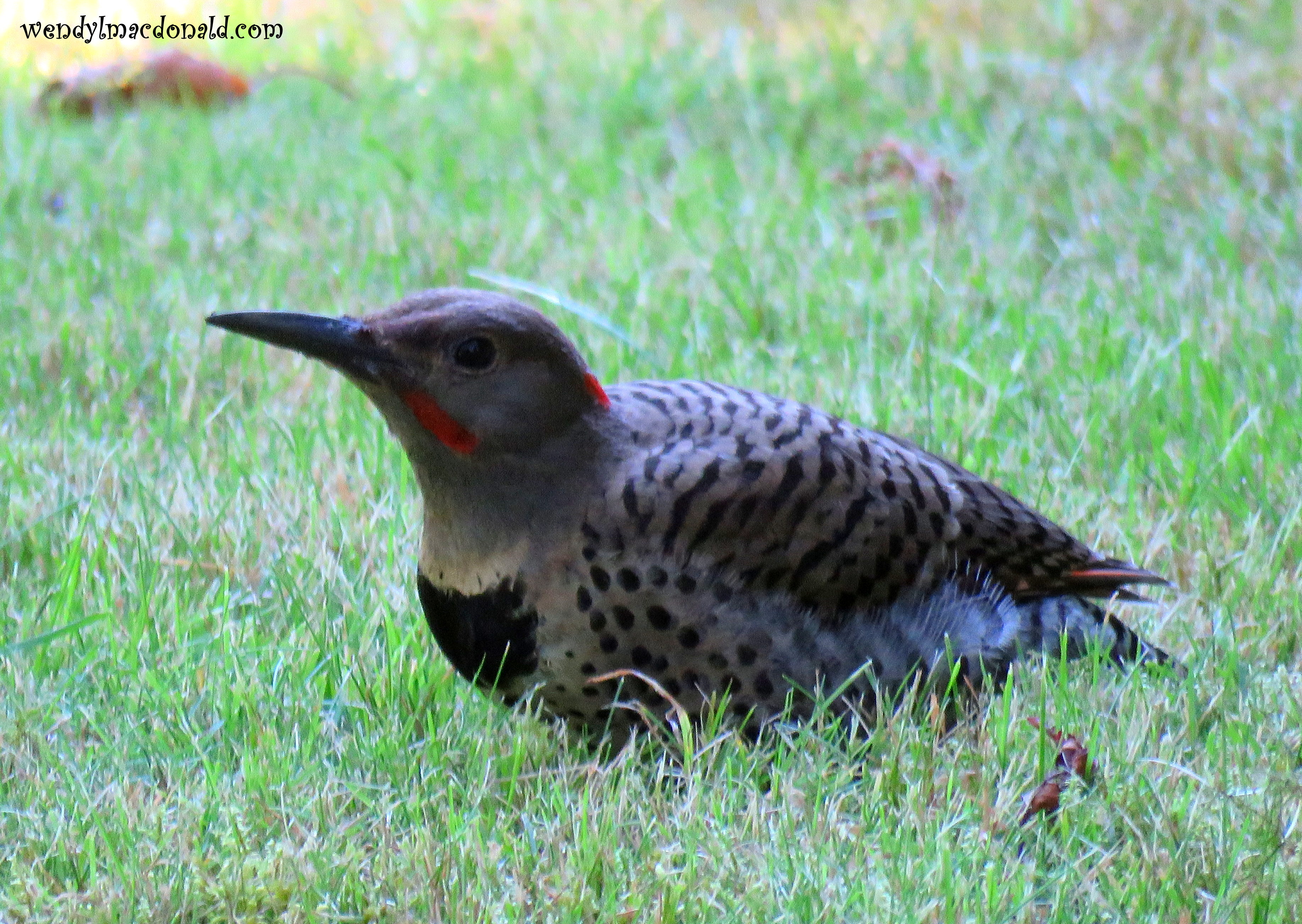 God is Good #tanka by Wendy L. Macdonald with northern flicker image at greenlightlady.wordpress.com