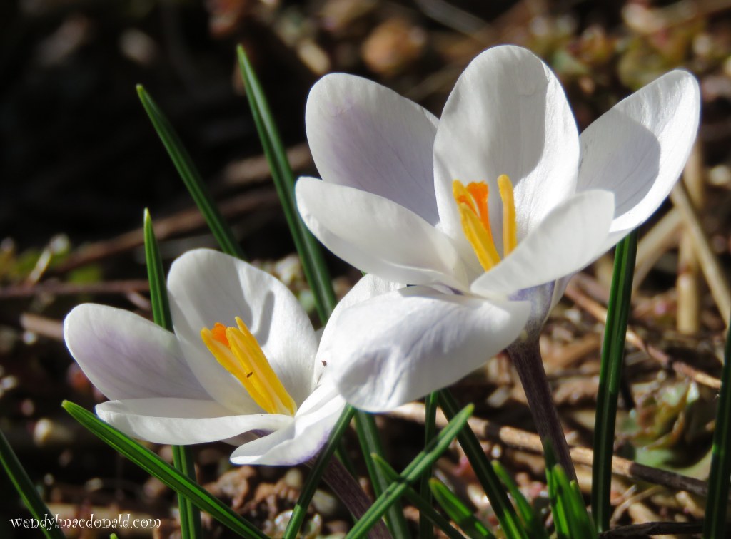 Season of Singing: Spring Flowers & Poetry wendylmacdonald.com by Wendy L. Macdonald