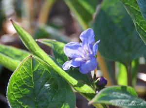 Season of Singing: Spring Flowers & Poetry wendylmacdonald.com by Wendy L. Macdonald