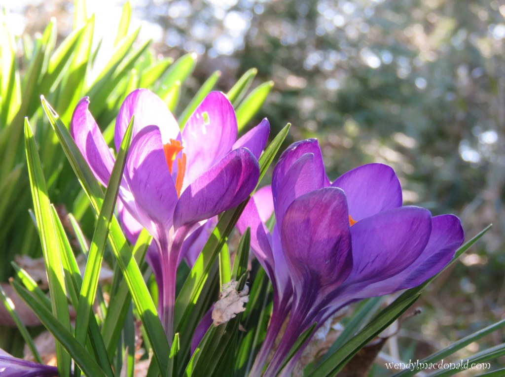 Season of Singing: Spring Flowers & Poetry wendylmacdonald.com by Wendy L. Macdonald