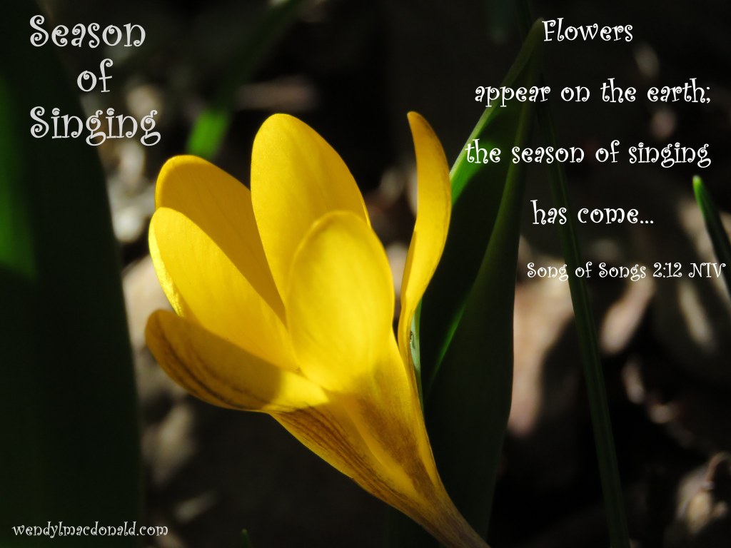Season of Singing: Spring Flowers & Poetry wendylmacdonald.com by Wendy L. Macdonald