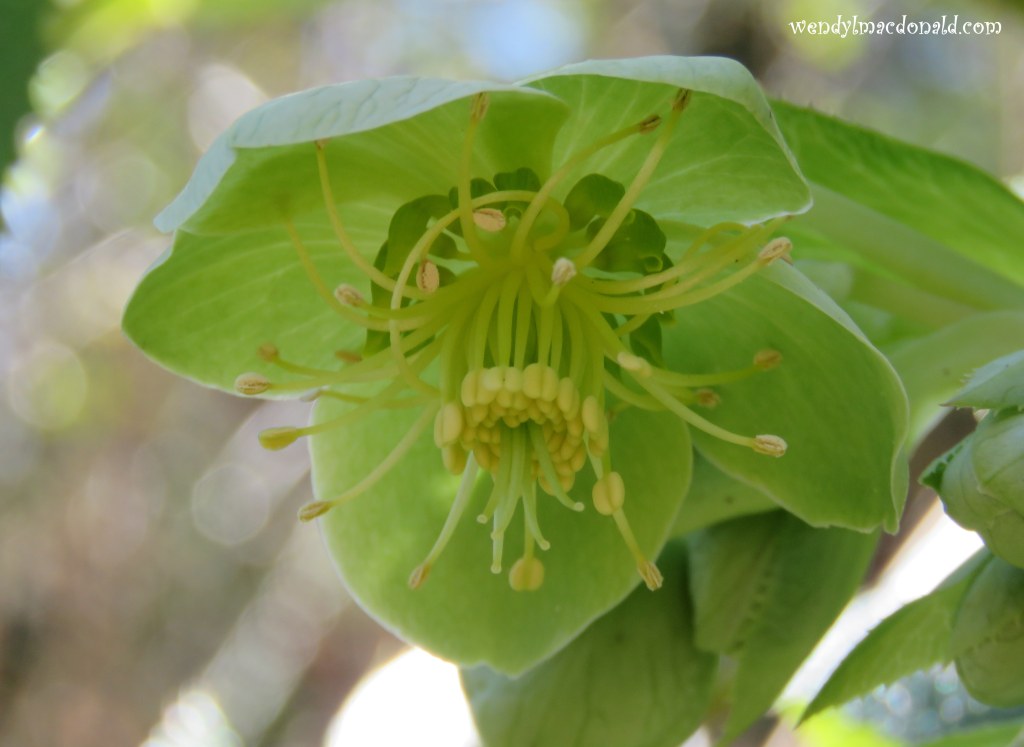 Season of Singing: Spring Flowers & Poetry wendylmacdonald.com by Wendy L. Macdonald