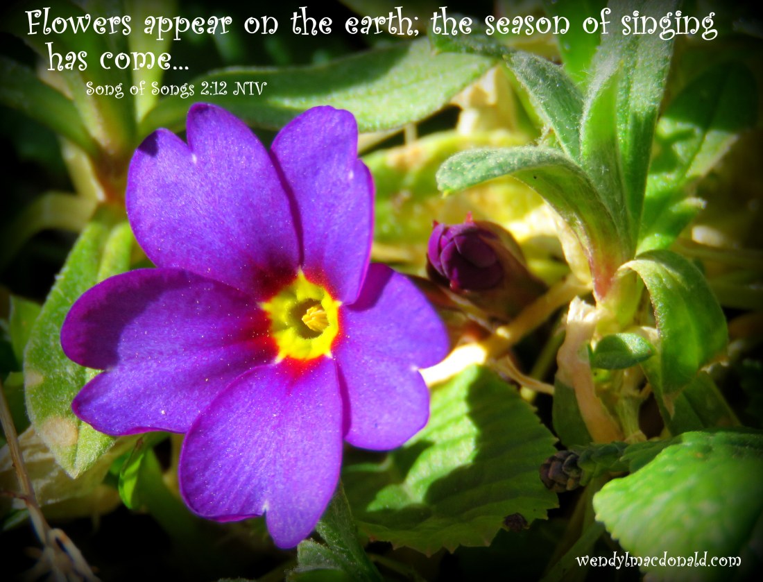 Season of Singing: Spring Flowers & Poetry wendylmacdonald.com by Wendy L. Macdonald