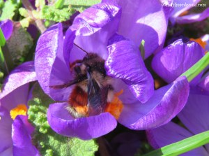 Season of Singing: Spring Flowers & Poetry wendylmacdonald.com by Wendy L. Macdonald
