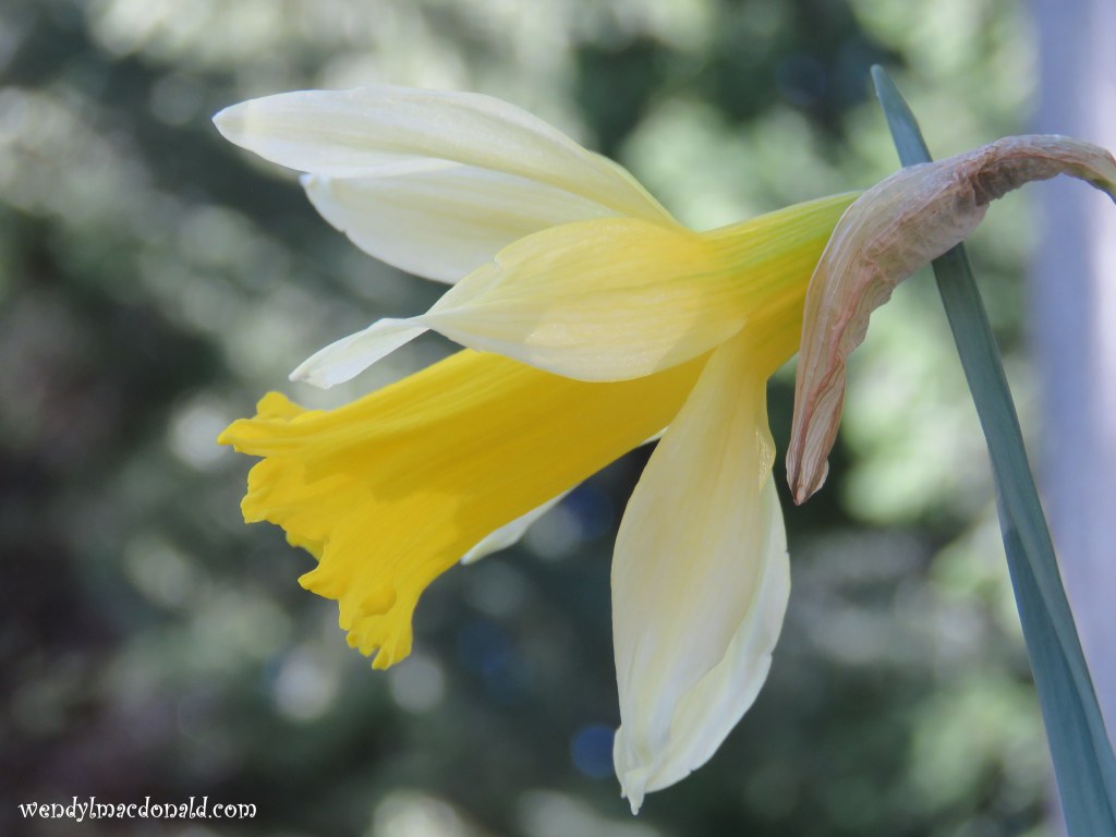 Season of Singing: Spring Flowers & Poetry wendylmacdonald.com by Wendy L. Macdonald