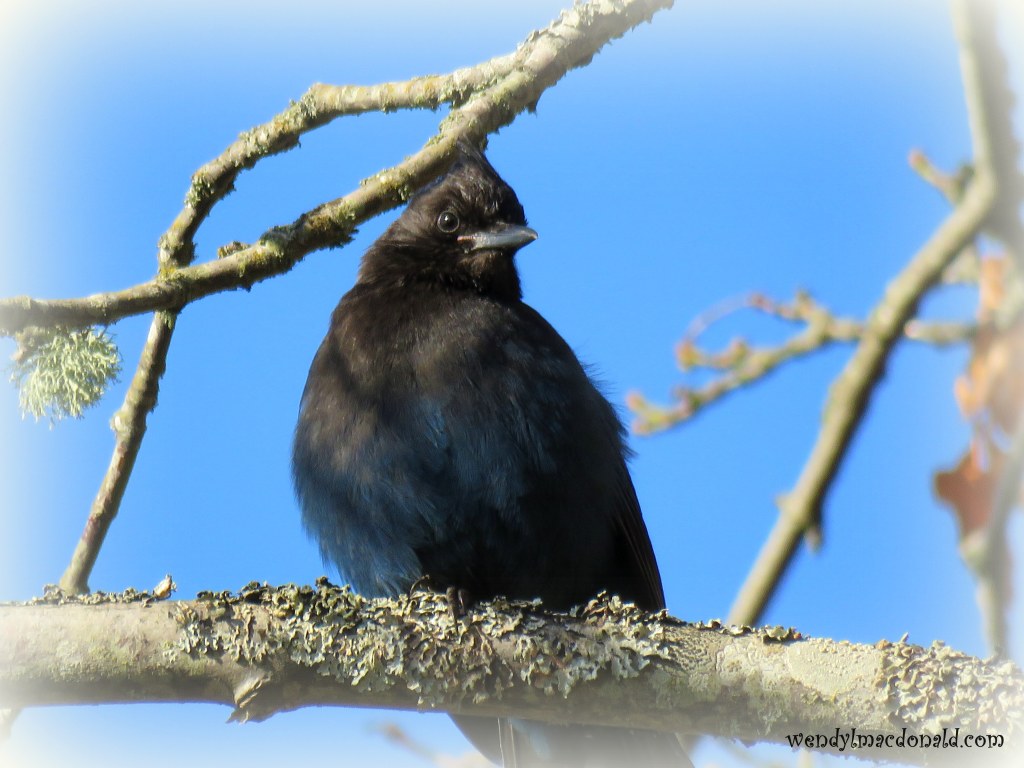 Cast Your Cares Devotional based on Psalm 55 by Wendy L. Macdonald wendylmacdonald.com