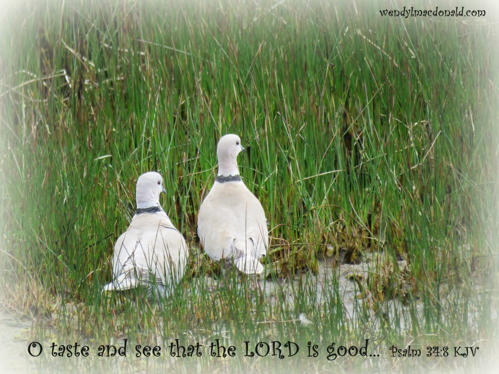 Spring Melt Poetry Devotional by Wendy L. Macdonald