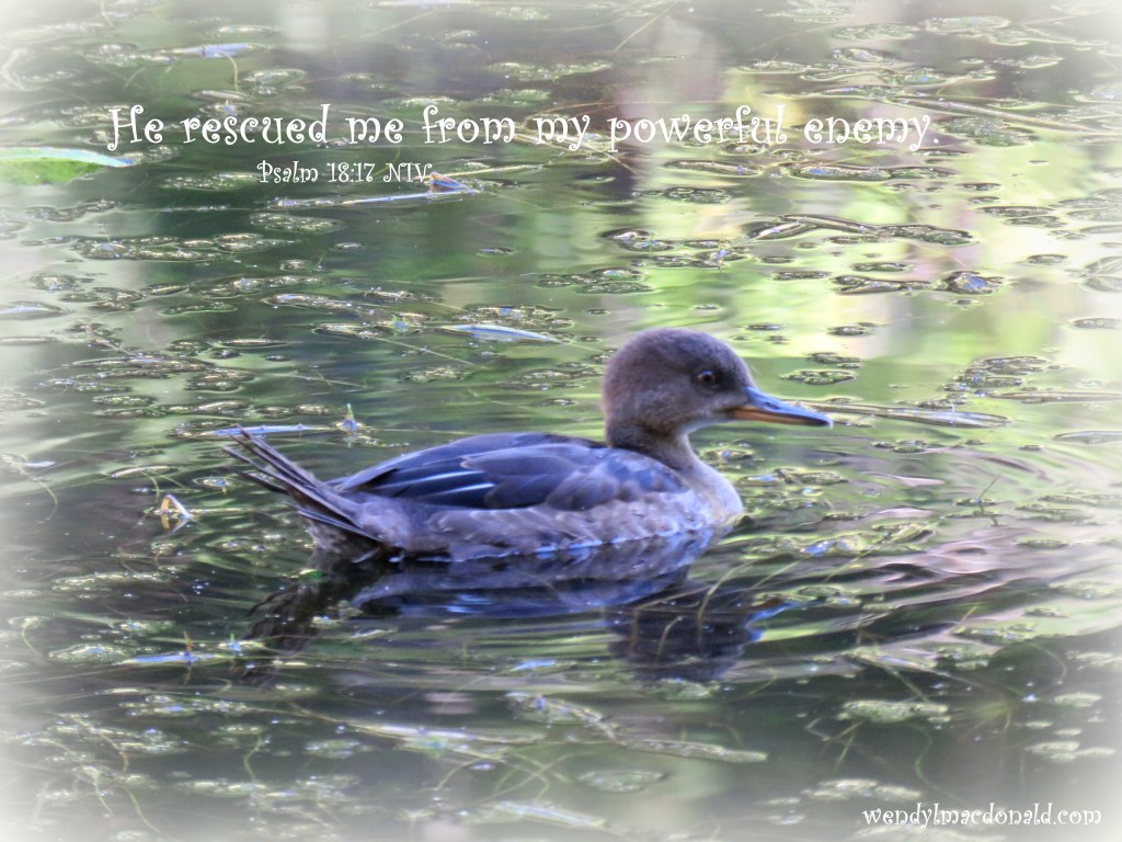 Real Love Rescued Me from Narcissism WendyLMacdonald.com