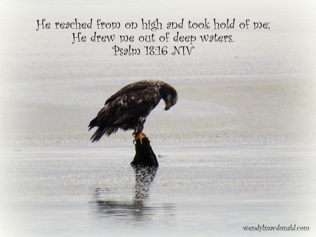 Rescued from the Deep #memoir wendylmacdonald.com