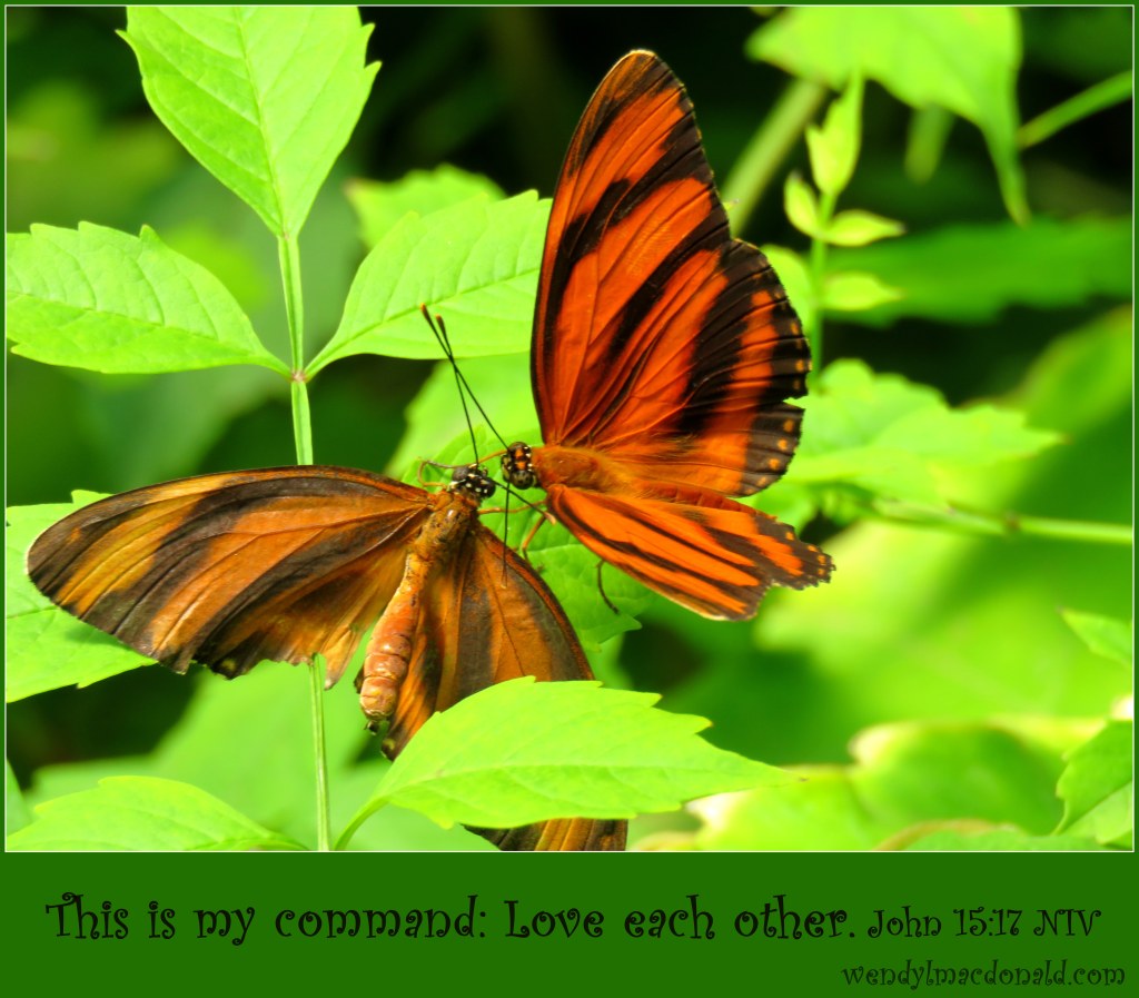Butterflies and Encouragement for Your Faith by Wendy L. Macdonald for greenlightlady.wordpress.com