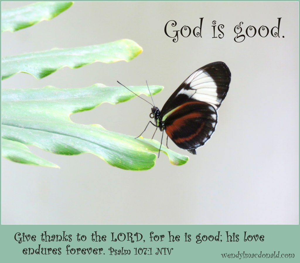 Butterflies and Encouragement for Your Faith by Wendy L. Macdonald for greenlightlady.wordpress.com