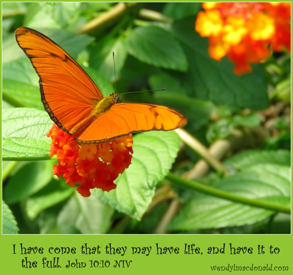 Butterflies and Encouragement for Your Faith by Wendy L. Macdonald for greenlightlady.wordpress.com