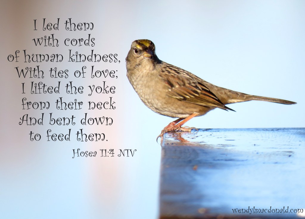 A Kiss of Kindness: Finding God’s Comfort wendylmacdonald.com