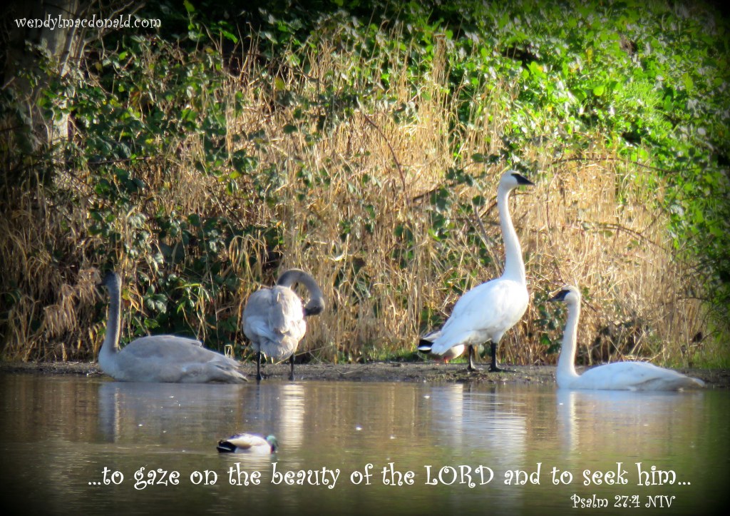 One thing I ask from the LORD, this only do I seek: that I may dwell in the house of the LORD all the days of my life, to gaze on the beauty of the LORD and to seek him in his temple. Psalm 27:4 NIV Focusing on Beauty #amwriting wendylmacdonald.com