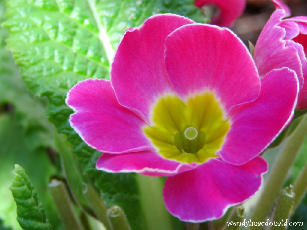 Does COVID-19 Rule? #CoronaVirus wendylmacdonald.com