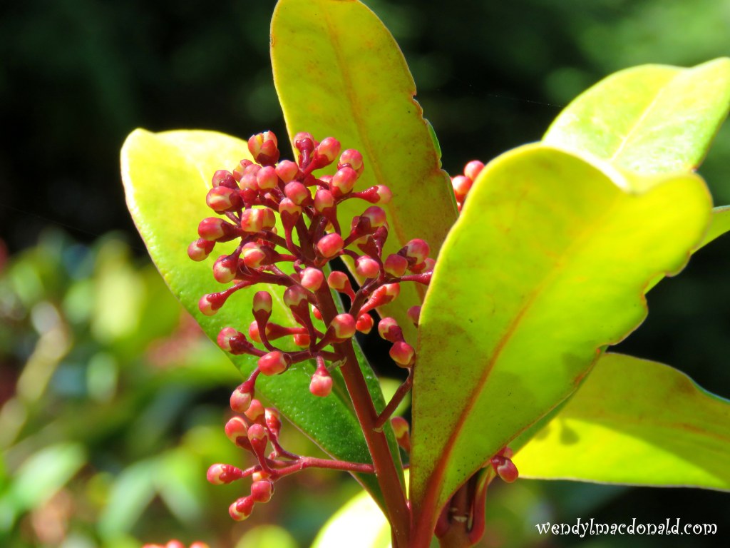 Does COVID-19 Rule? #CoronaVirus wendylmacdonald.com