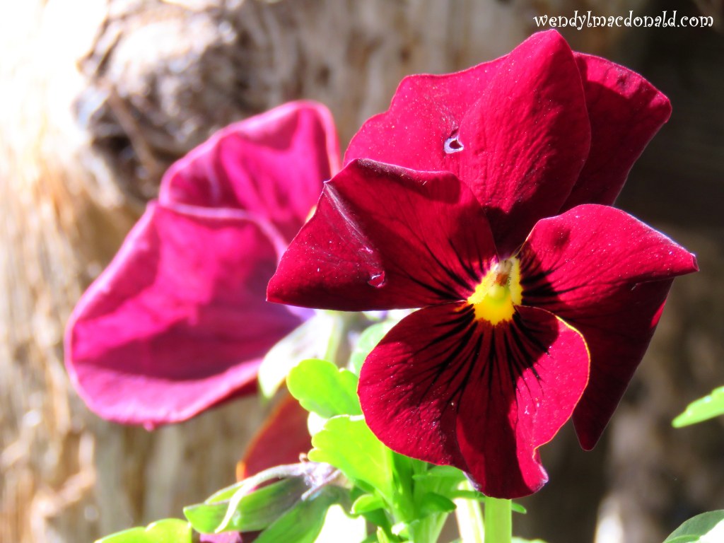 Does COVID-19 Rule? #CoronaVirus wendylmacdonald.com