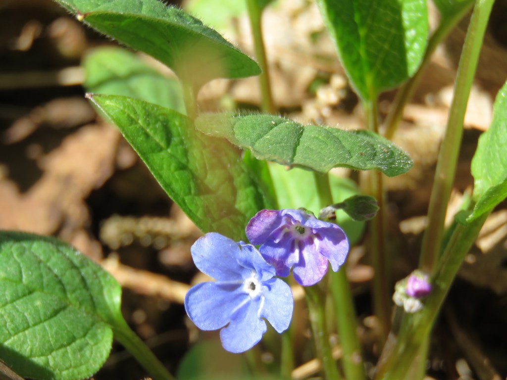 Does COVID-19 Rule? #CoronaVirus wendylmacdonald.com