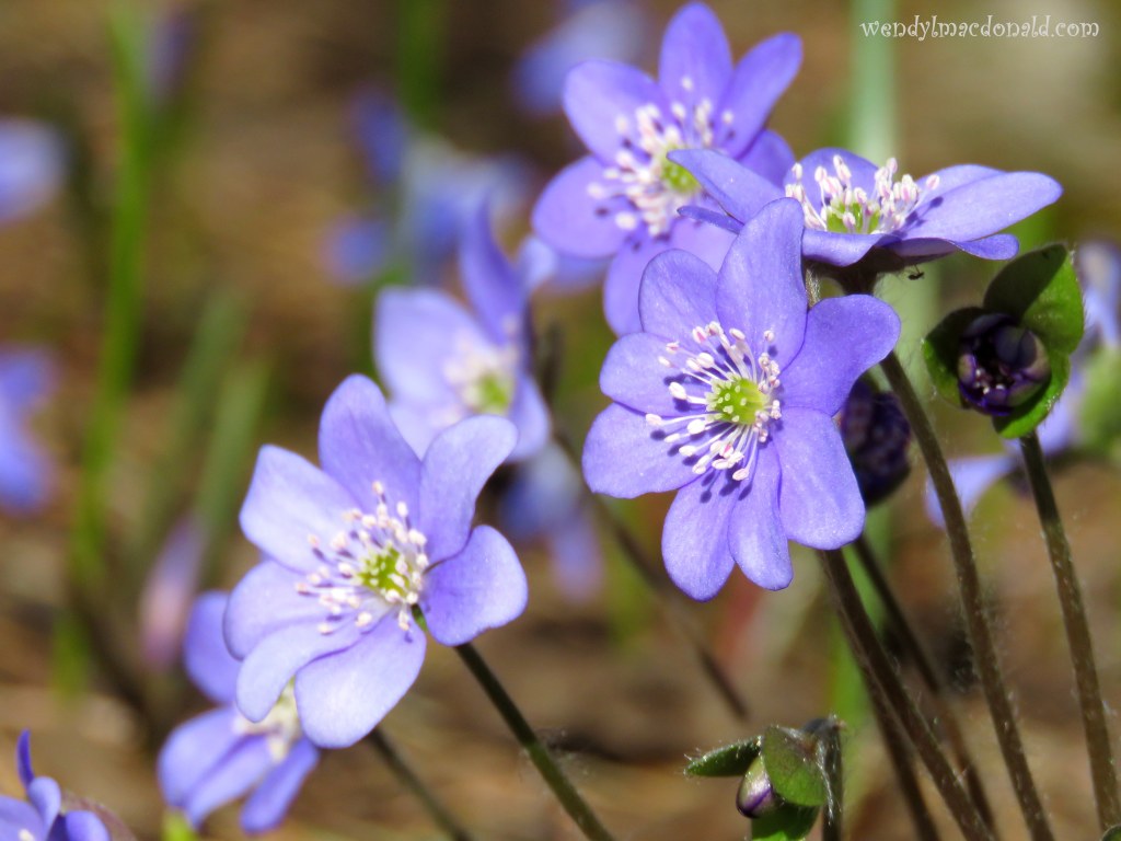Let’s Wash Our Hands #Prolife wendylmacdonald.com