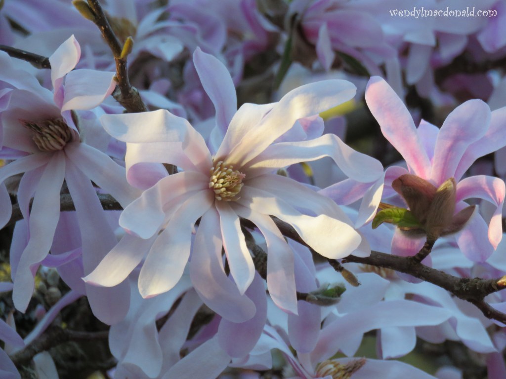 My Favorite Tree #memoir magnolia blossoms wendylmacdonald.com