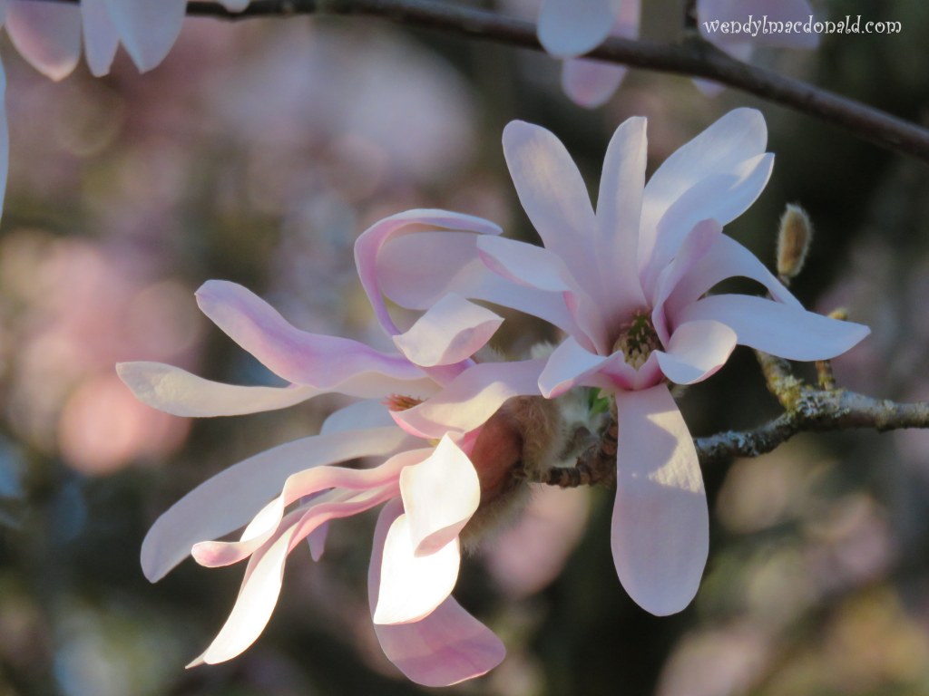 My Favorite Tree #memoir magnolia blossoms wendylmacdonald.com
