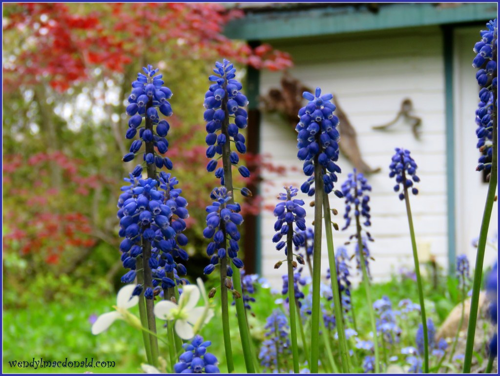 Gifts from the Garden #mygarden #memoir wendylmacdonald.com