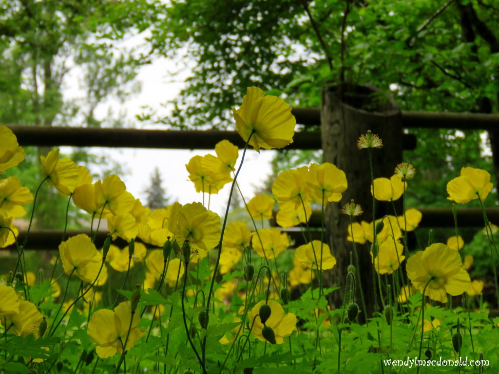 Jesus Banned Priviledge #EqualityForAll wendylmacdonald.com