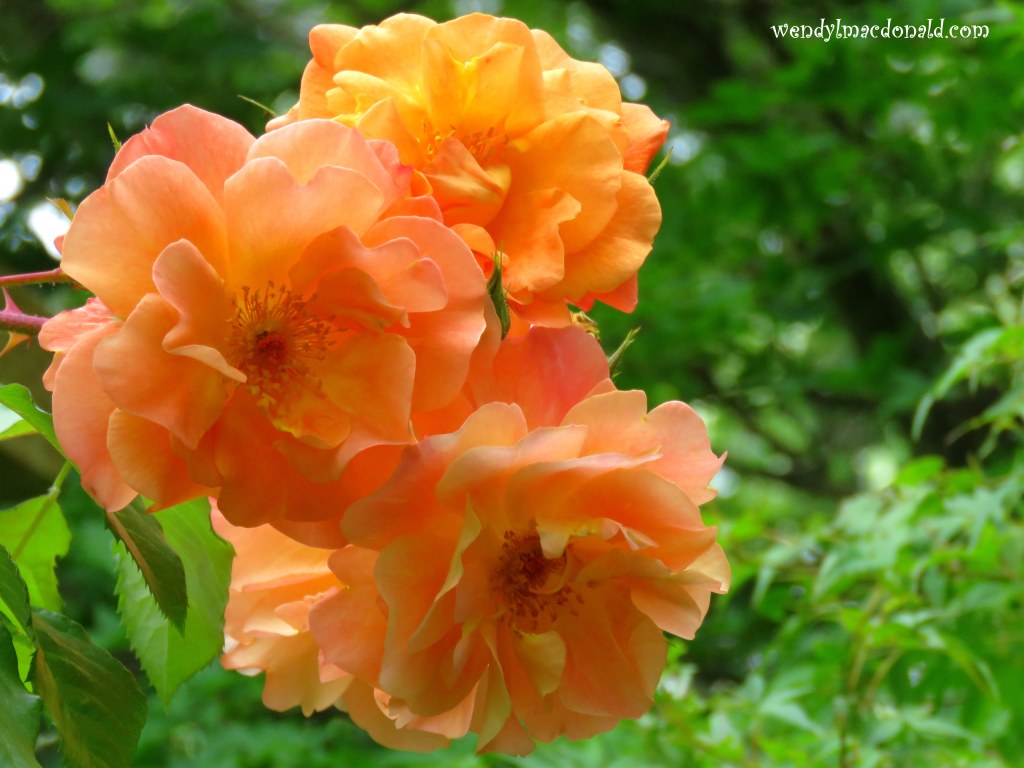 A Dear God Summer #Poem #mygarden wendylmacdonald.com