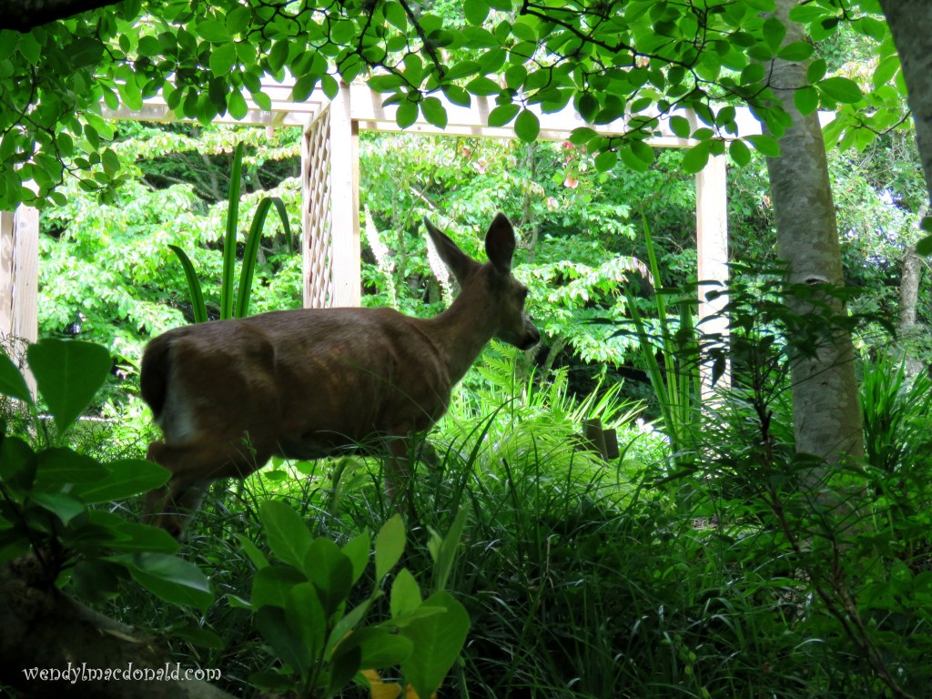 There She Goes Again #memoir wendylmacdonald.com